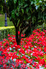 Flora en un parque público en Asturias.