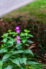 Phlox drummondii pertenece a la familia de Polemoniaceae.