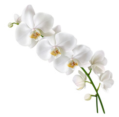 Elegant white orchid flowers blooming with grace on a white background