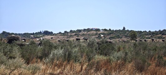 Storchennester aufgereiht in der Algarve