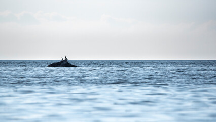 The great cormorant (Phalacrocorax carbo) sitting on a rock in the Baltic Sea
