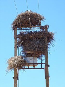 Stromkasten v&ouml;llig umbaut von Stochennestern in der Algarve