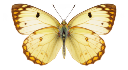 Yellow butterfly with orange and brown markings isolated on transparent background