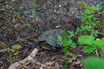 Testuggine palustre europea (Emys orbicularis)