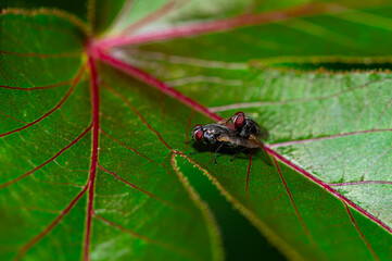 Chrysomya megacephala or Green bottle fly. Close up view and low light of male and female flies are mating on a leaf.