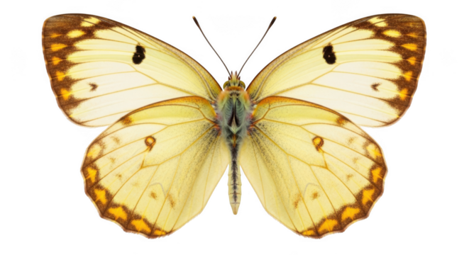 Yellow butterfly with orange and brown markings isolated on transparent background