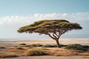 acacia tree in the middle of a flat savannah, with salt marshes and desert hills stretching out into the distance