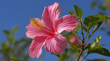 Close-up of a vivid pink hibiscus flower with prominent yellow-tipped stamen, contrasted against a clear blue sky and green foliage