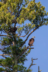 Bald Eagle (Haliaeetus leucocephalus) adult pair, male above female perched in a pine tree branch