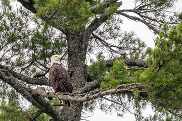 Bald Eagle (Haliaeetus leucocephalus) adult, perched in a pine tree