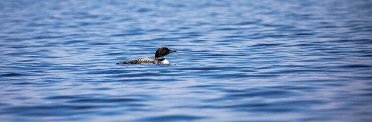 Common Loon (Gavia immer) swimming on a Wisconsin lake in the summer with copy space