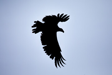 Bald Eagle (Haliaeetus leucocephalus) silhouette infront of a blue sky