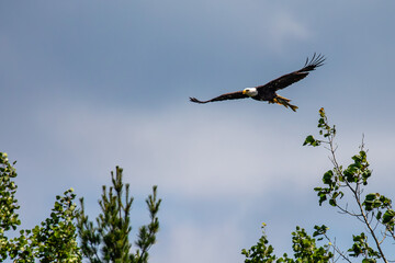 Bald Eagle (Haliaeetus leucocephalus) in flight with a northern pike fish in northern Wisconsin