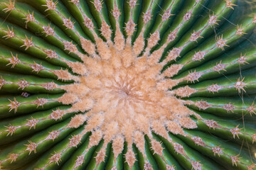 Amazing nature, cactus seen from above in an abstraction of its green color from the center