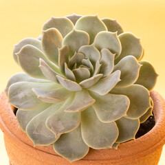 portrait of an Echevery, succulent plant of the Grassulaceae family.