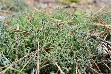 Close-up of green reindeer lichen and forest moss with dry pine needles on the ground. Natural...