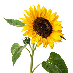 Sunflower isolated on a transparent background
