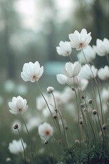 Beautiful White Flowers In Bloom