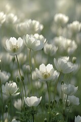 Beautiful White Flowers In Bloom