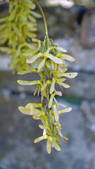 Macro image of Sycamore winged fruit, Derbyshire England
