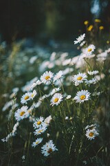 White Daisies In A Field