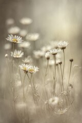 Delicate White Daisies In Soft Light