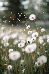 Fluffy White Dandelions In A Field