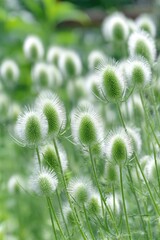 Closeup Of White Flowers In Green Background