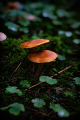 mushroom in the forest