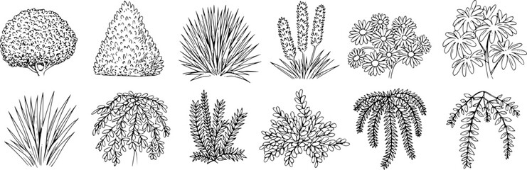 Diverse botanical line drawings of plants and foliage black and white