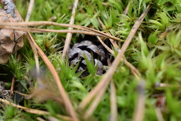 Close-up of a pine cone lying on vibrant green moss with dry pine needles in a forest. Natural woodland ground texture captured in macro detail