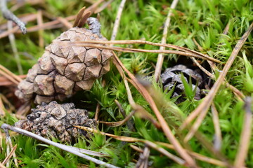 Close-up of a pine cone lying on vibrant green moss with dry pine needles in a forest. Natural woodland ground texture captured in macro detail