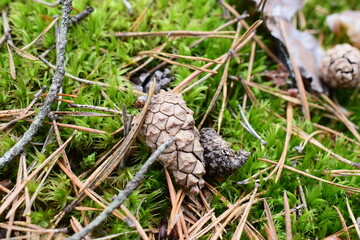 Close-up of a pine cone lying on vibrant green moss with dry pine needles in a forest. Natural woodland ground texture captured in macro detail