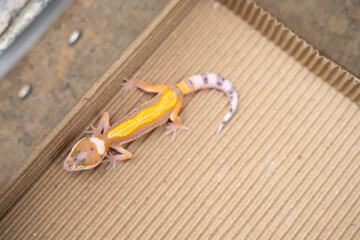 top view Leopard gecko  at horizontal composition