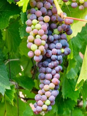 Bunch of a ripening wine grapes. Black grapes for making dark red wine. Close-up