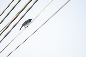 a red-whiskered bulbul or pycnonotus jocosus stands on electric wire