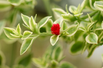 Aptenia cordifolia, commonly known as  Heartleaf Ice Plant or Baby Sun rose is a low-growing succulent plant. It is cultivated as an ornamental plant due to its attractive foliage and colorful flowers