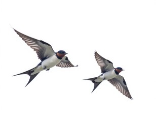 Two birds soaring through the sky, flying side by side