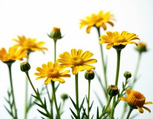 A cluster of bright yellow flowers perched atop a lush green plant, perfect for adding a pop of color to any design