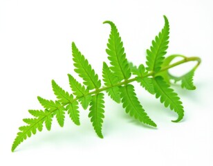 A plant with green leaves on a white surface, perfect for showcasing or decorating