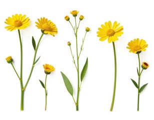 Fototapeta premium A close-up shot of a group of bright yellow flowers arranged on a white surface, perfect for adding a pop of color to any design