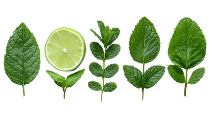 Freshly cut limes with lush green  mint leaves, ripe and juicy, are isolated on a clean white background.
