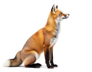 Fototapeta premium A red fox sits on a white surface, looking alert and curious
