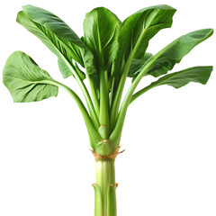 Obraz premium Lush Green Banana Plant With Broad Leaves isolated on a transparent background tropical