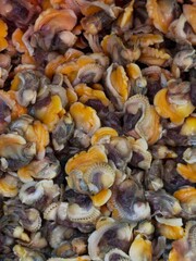 Discover the beauty of nature with this colorful pile of small shells! Each shell tells a story from the ocean, showcasing a variety of textures and shades. Perfect for crafting or as natural decor.
