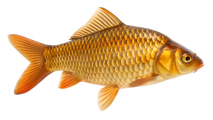 fish carp isolated on white background isolated on white backgroud