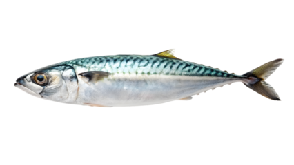 fish mackerel isolated on white backgroud