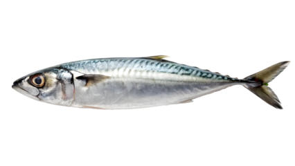 fresh fish mackerel on a white background isolated on white backgroud