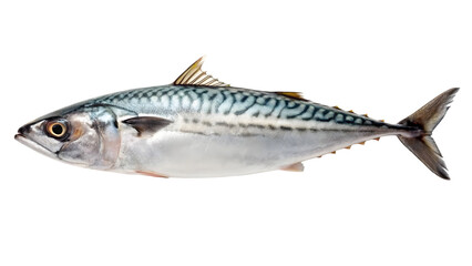 mackerel fish on white background isolated on white backgroud