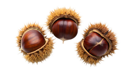 chestnuts isolated on white background isolated on white backgroud
